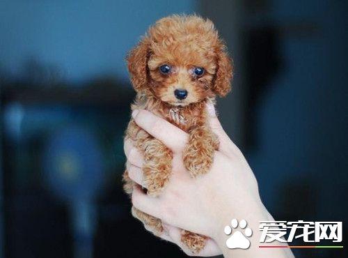 茶杯泰迪犬一般最高长到多少 肩高不超过8英寸