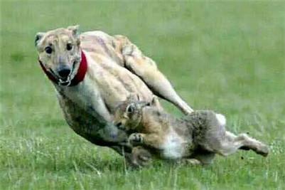 格力犬怎么训练抓兔子?训练抓兔子的五大要点介绍!