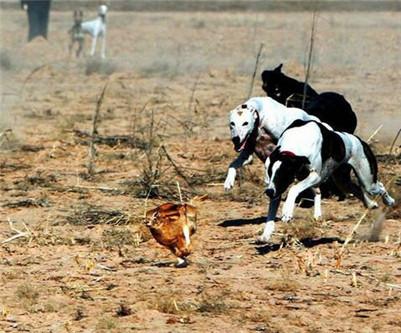 格力犬怎么训练抓兔子?训练抓兔子的五大要点介绍!
