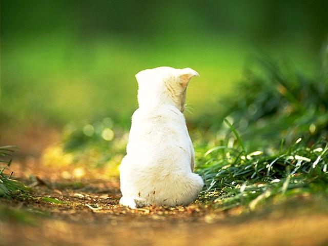 如何领养到心仪的狗狗,养狗前你需要注意的事项小贴士