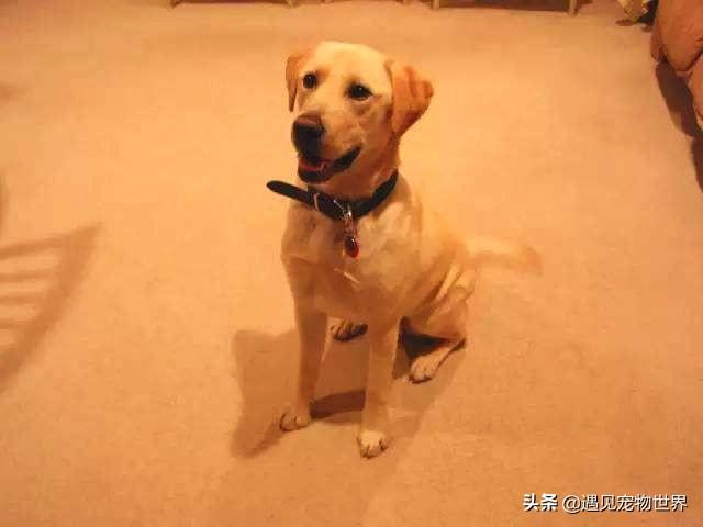 拉布拉多狗狗训练方法!