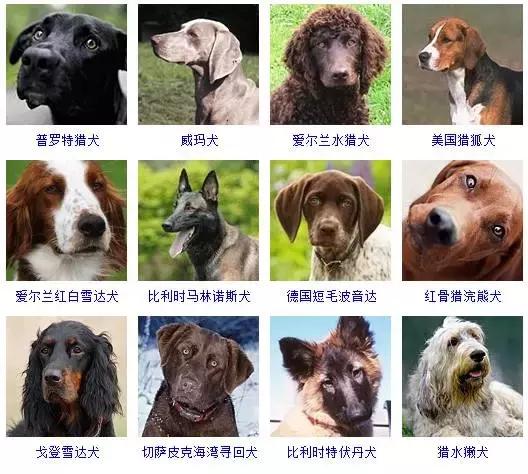 178种狗狗品种大全,按体型分类,你都知道哪些?