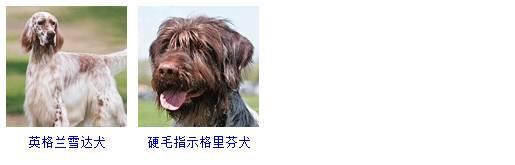 178种狗狗品种大全,按体型分类,你都知道哪些?