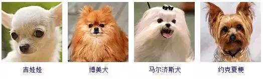 178种狗狗品种大全,按体型分类,你都知道哪些?