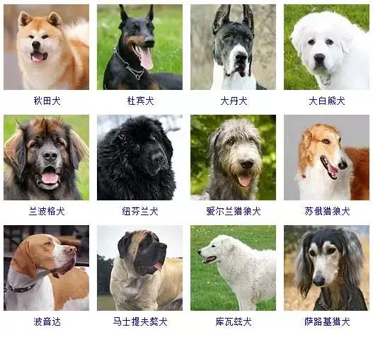 178种狗狗品种大全,按体型分类,你都知道哪些?