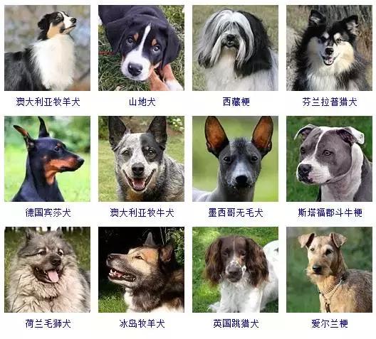 178种狗狗品种大全,按体型分类,你都知道哪些?
