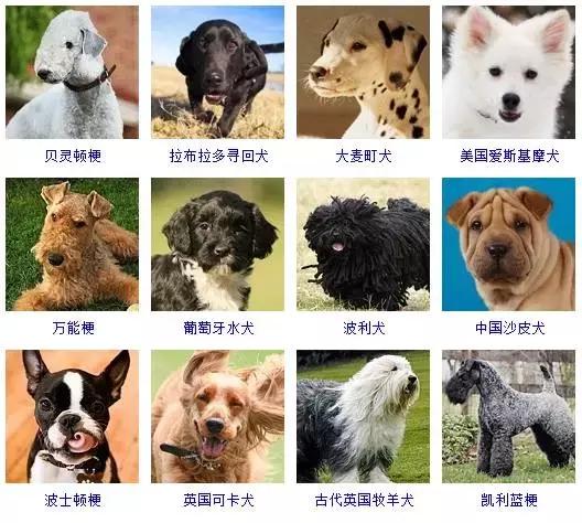 178种狗狗品种大全,按体型分类,你都知道哪些?