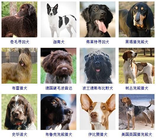 178种狗狗品种大全,按体型分类,你都知道哪些?