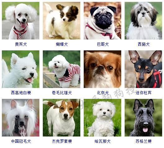 178种狗狗品种大全,按体型分类,你都知道哪些?