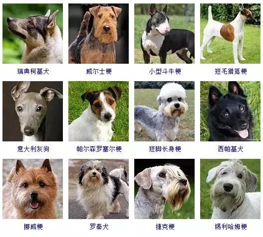 178种狗狗品种大全,按体型分类,你都知道哪些?