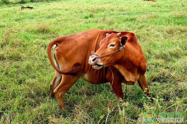 在农村养牛好吗?养10头母牛需要多少成本?一年可赚多少钱?