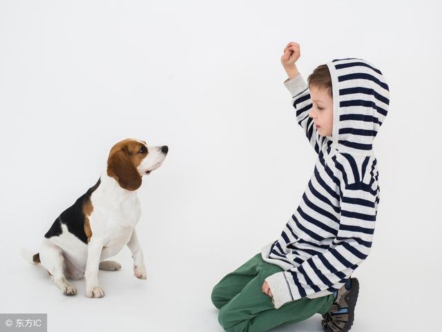 狗狗在家乱拉乱尿?专业训犬师教你如何正确训练狗狗上厕所!