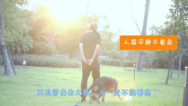 狗狗在家乱拉乱尿?专业训犬师教你如何正确训练狗狗上厕所!