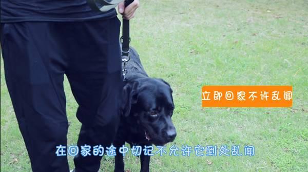 狗狗在家乱拉乱尿?专业训犬师教你如何正确训练狗狗上厕所!