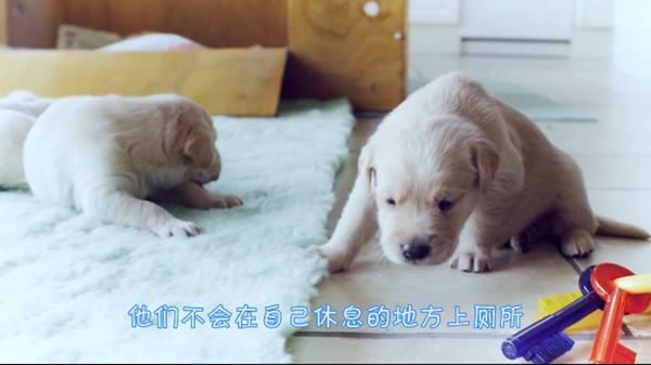 狗狗在家乱拉乱尿?专业训犬师教你如何正确训练狗狗上厕所!