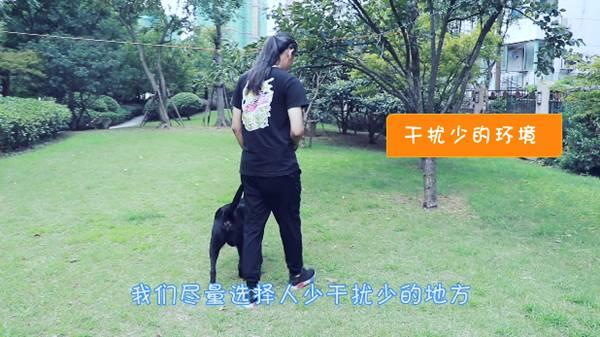 狗狗在家乱拉乱尿?专业训犬师教你如何正确训练狗狗上厕所!