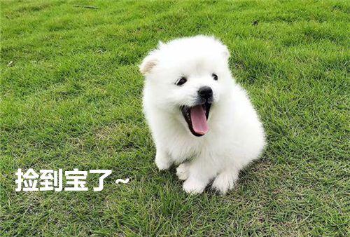 小狗刚到家怎么养,最科学的方法,了解一下