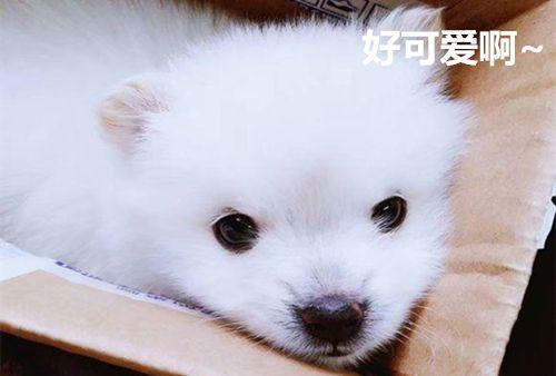 小狗刚到家怎么养,最科学的方法,了解一下