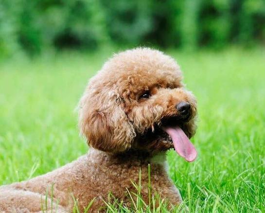泰迪犬什么时候配种,应该注意什么?