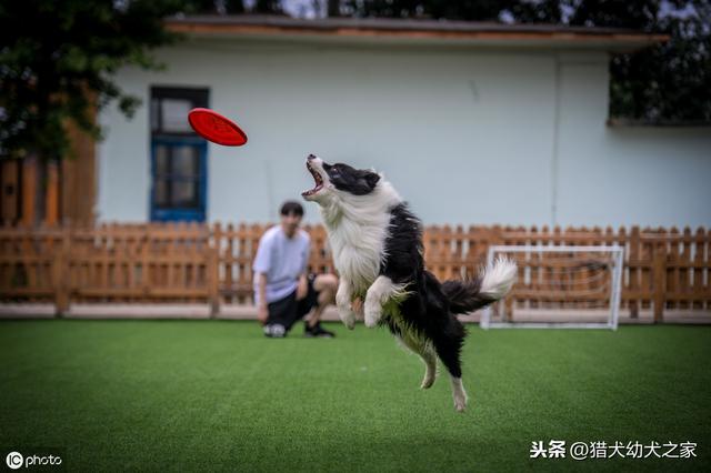 接飞盘这么酷的互动游戏,原来狗狗是这么练的