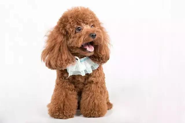 收藏篇:学习自己动手给泰迪狗狗美容!