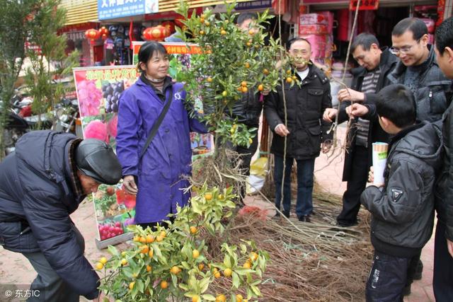 房前屋后种什么树最好?种树都有什么讲究?