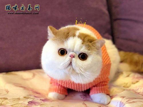 �����ѡ�ӷ�è���ӷ�è����Ǯһֻ���ʣ�