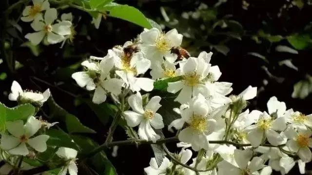 开到荼靡花事了,“荼蘼”究竟是一种什么花