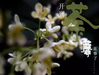 开到荼靡花事了,“荼蘼”究竟是一种什么花