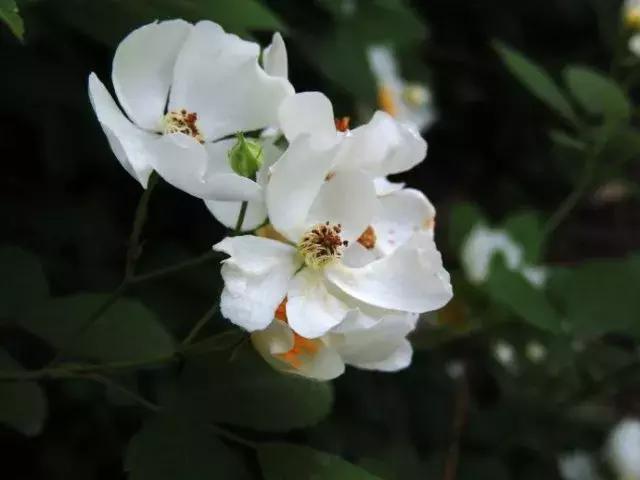 开到荼靡花事了,“荼蘼”究竟是一种什么花