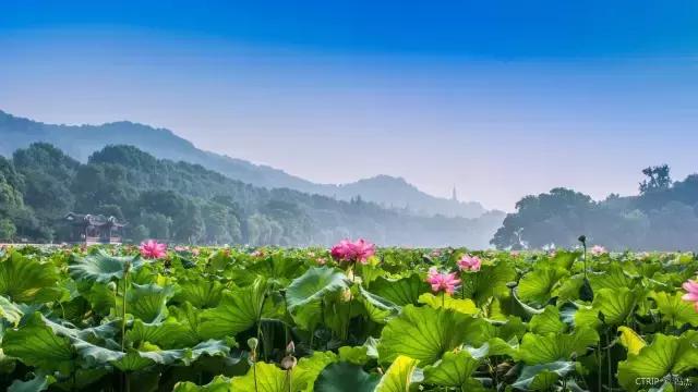 ������������棿��10�󾰵���Ӧ��֪����
