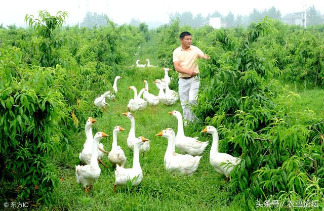 2019年养殖推荐:9种适合年轻人的养殖项目,4类遭拆除的养殖场