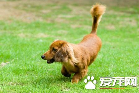 长毛腊肠犬好养么 长毛腊肠犬怎么养