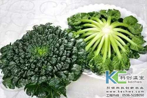 盘点可以无土栽培种植的蔬菜