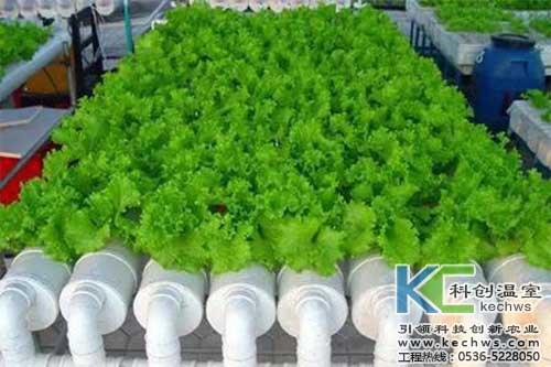 盘点可以无土栽培种植的蔬菜