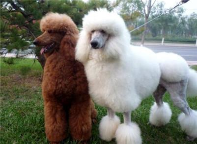 巨型贵宾犬多少钱一只?巨型贵宾犬的价格及选购方法