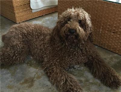 巨型贵宾犬多少钱一只?巨型贵宾犬的价格及选购方法