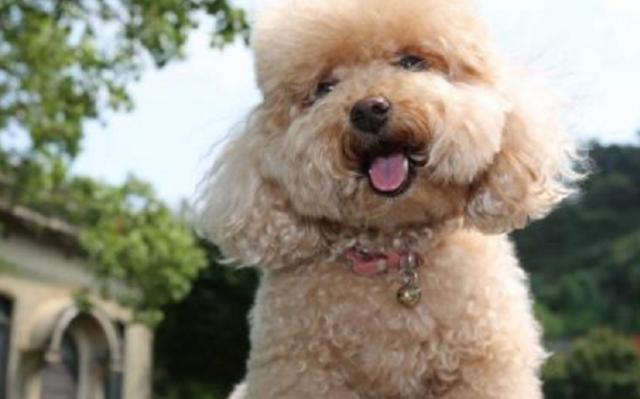 新手要如何正确的去饲养一只贵宾犬?来看看宠物店老板怎么说