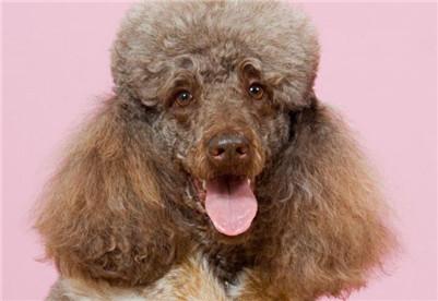 巨型贵宾犬多少钱一只?巨型贵宾犬的价格及选购方法