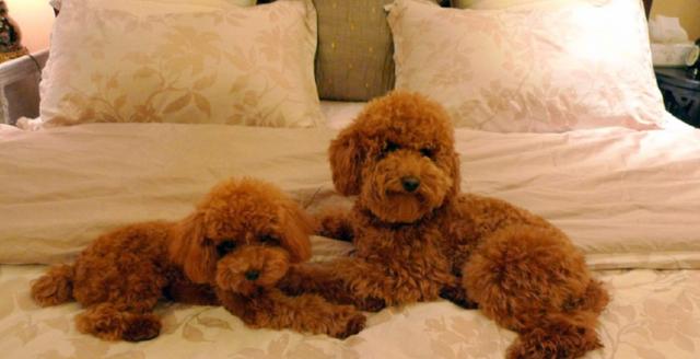 新手要如何正确的去饲养一只贵宾犬?来看看宠物店老板怎么说