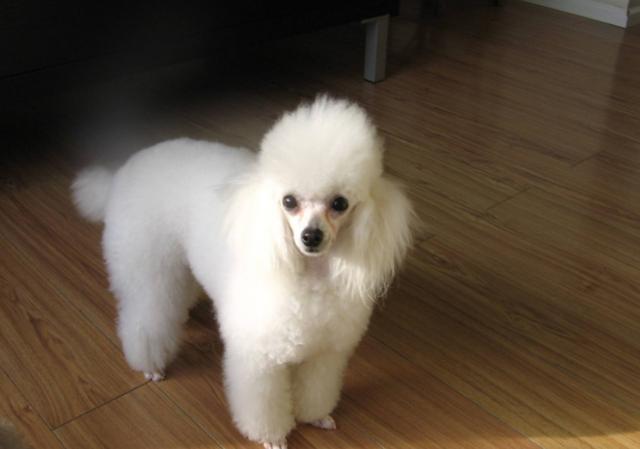 新手要如何正确的去饲养一只贵宾犬?来看看宠物店老板怎么说