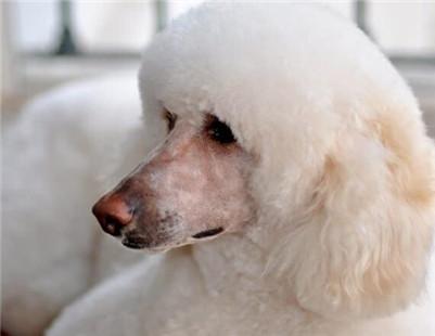 巨型贵宾犬多少钱一只?巨型贵宾犬的价格及选购方法