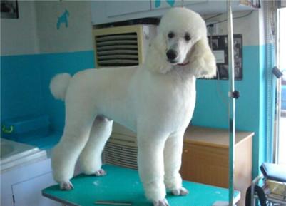 巨型贵宾犬多少钱一只?巨型贵宾犬的价格及选购方法