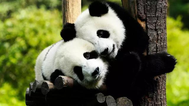 �ҹ��ִ�����ֻʯ����һ��������ҩ��