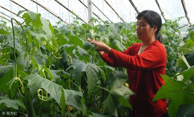 「最新」2018年农业种植大户,补贴多少钱?