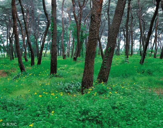 「最新」2018年农业种植大户,补贴多少钱?