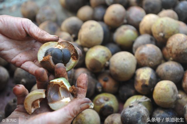 种植油茶是否赚钱,给你算个明白账:油茶种植收益、成本详细分析