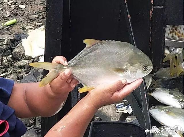 ѡ�����ں�������Щע�������أ�
