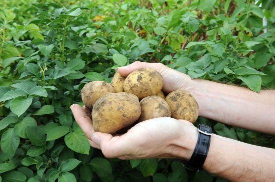 世界最常见的10种转基因食品