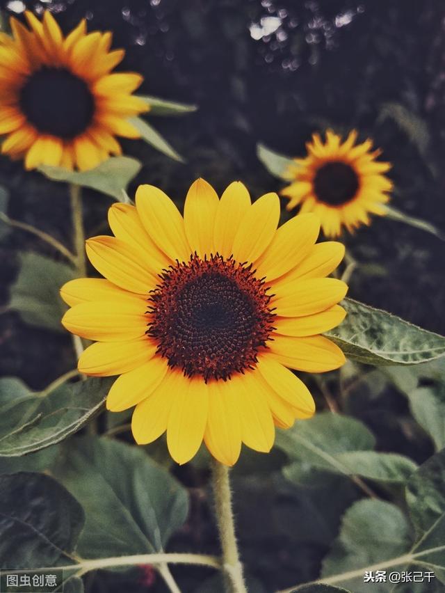 ��ѡ��������Ϧʰ���ر�֪ʶ�㣬���ղ�